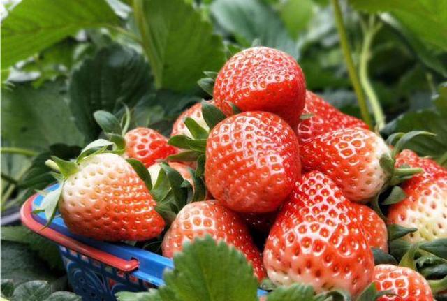 现在才知道，草莓不能随便吃，为了健康，牢记6个禁忌，别再犯错
