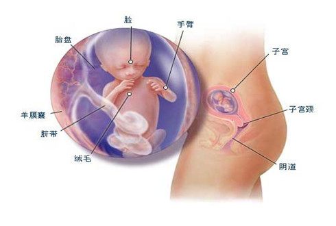 为孕妈讲解：怀孕4个月胎儿发育过程图